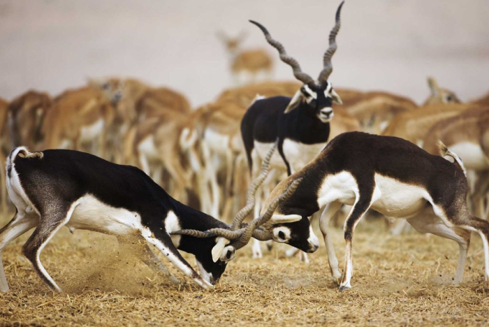 20250913174535-700x468 blackbuck national park.png